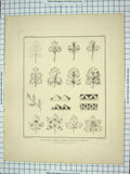 Old Antique Print 1839 Conventional Forms Herba Benedicta Laurel Browne 19th