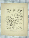 Original Old Antique Print Herba Benedicta Geum Rivals Water Avens John Browne