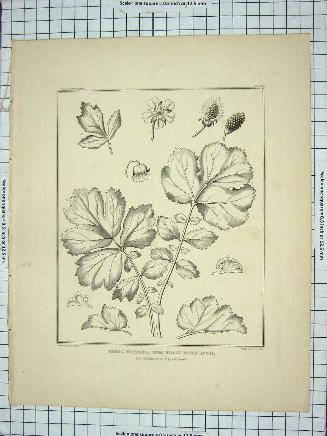 Original Old Antique Print Herba Benedicta Geum Rivals Water Avens John Browne