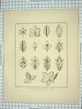 Original Old Antique Print 1839 Conventional Forms Various Leaves John Browne