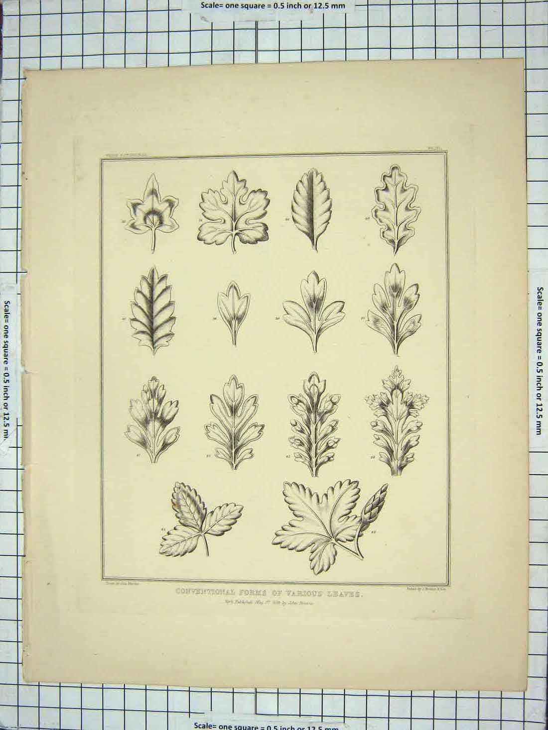 Original Old Antique Print 1839 Conventional Forms Various Leaves John Browne