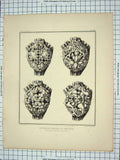 Original Old Antique Print 1843 Springing Bosses Nave Architecture John Browne