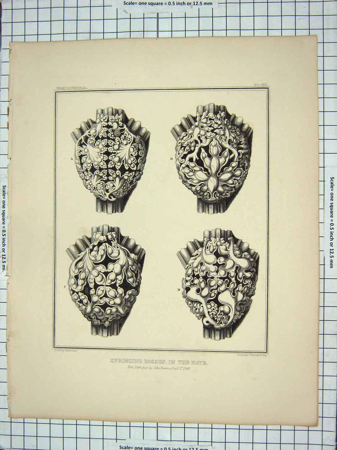Original Old Antique Print 1843 Springing Bosses Nave Architecture John Browne