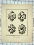 Original Old Antique Print 1843 Bosses Nave Cathedral Architecture John Browne