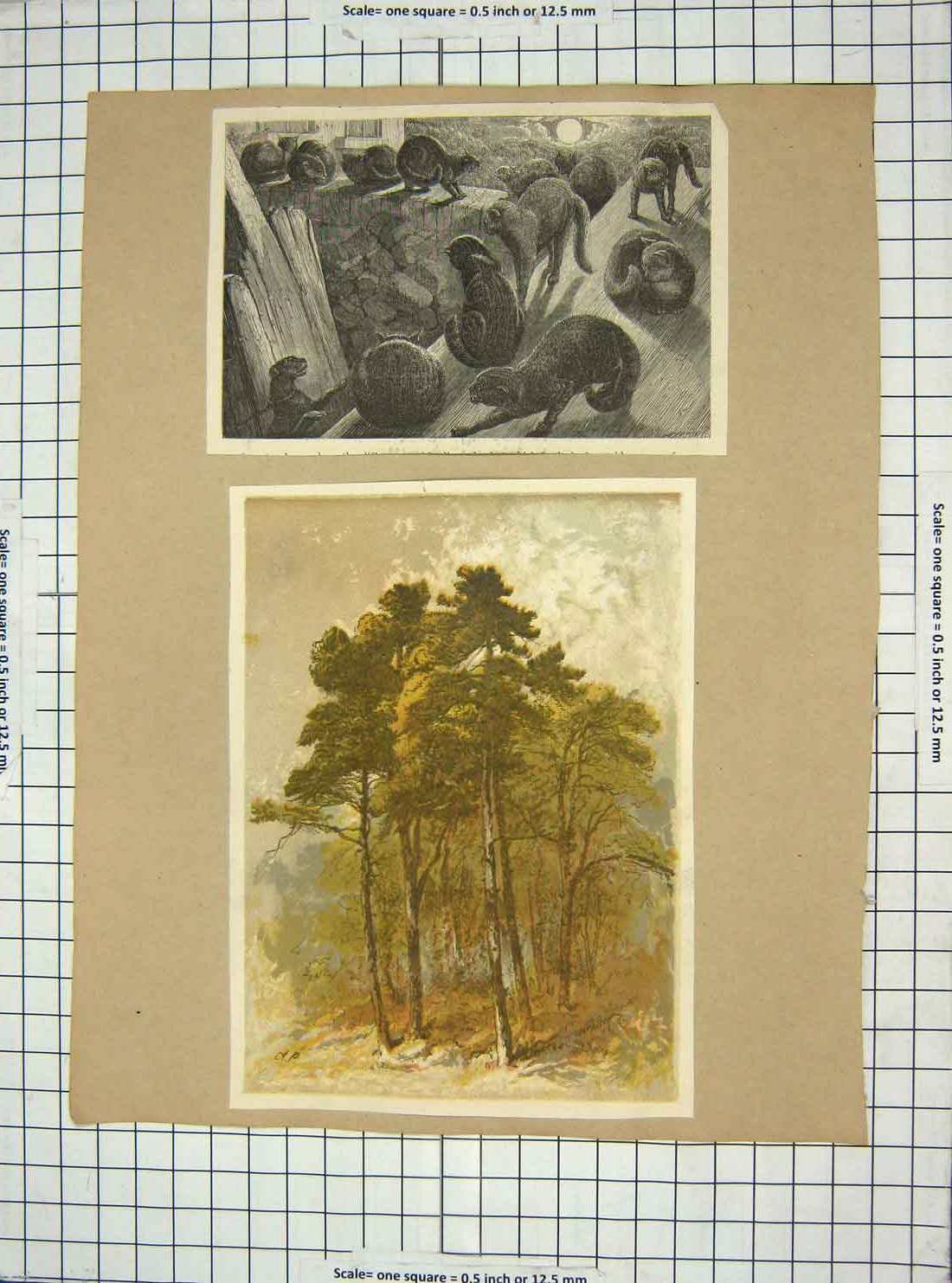 Original Old Antique Print Wild Cats Trees Countryside Chilton Church Newstead