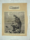 Original Old Antique Print Bear Moon Tram Chilton Tothill Hargrave Westminster