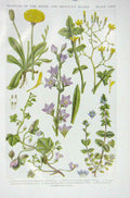 Original Old Vintage Print 1919 Flowers Hawkweed Lettuce Taod Flax Speedwell
