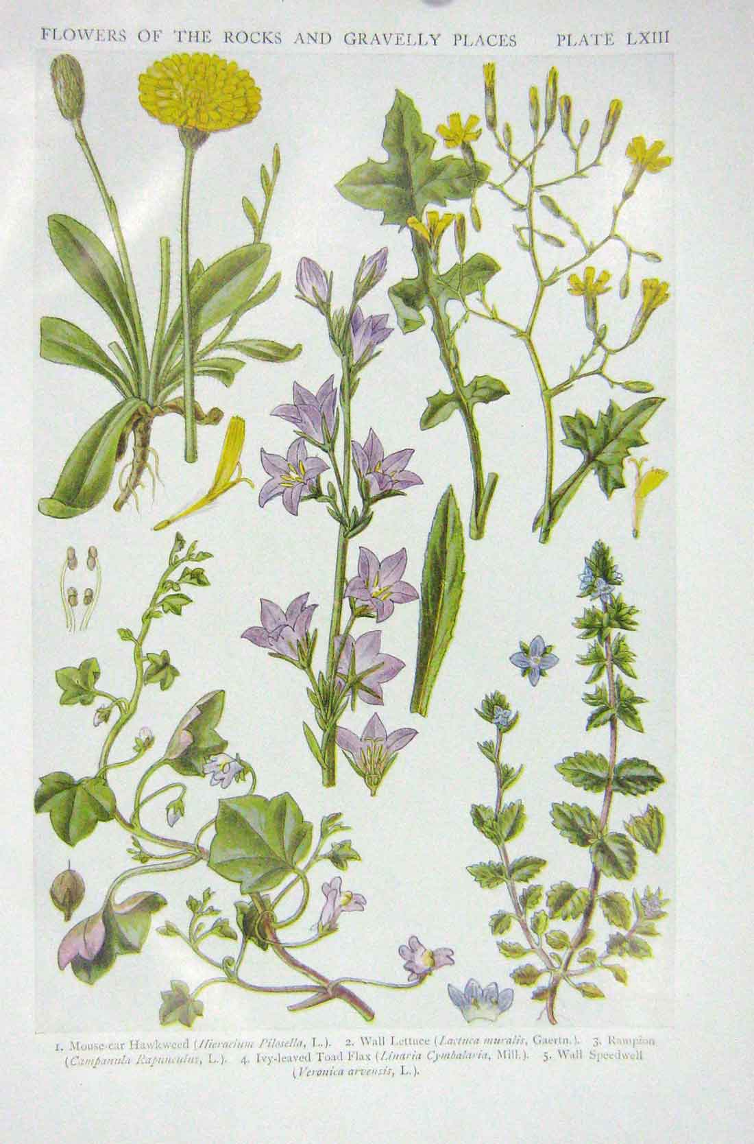 Original Old Vintage Print 1919 Flowers Hawkweed Lettuce Taod Flax Speedwell