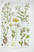 Old Vintage Print 1919 Flowers Sand Spurrey Bird'S-Foot Saxifrage Vetch 20th