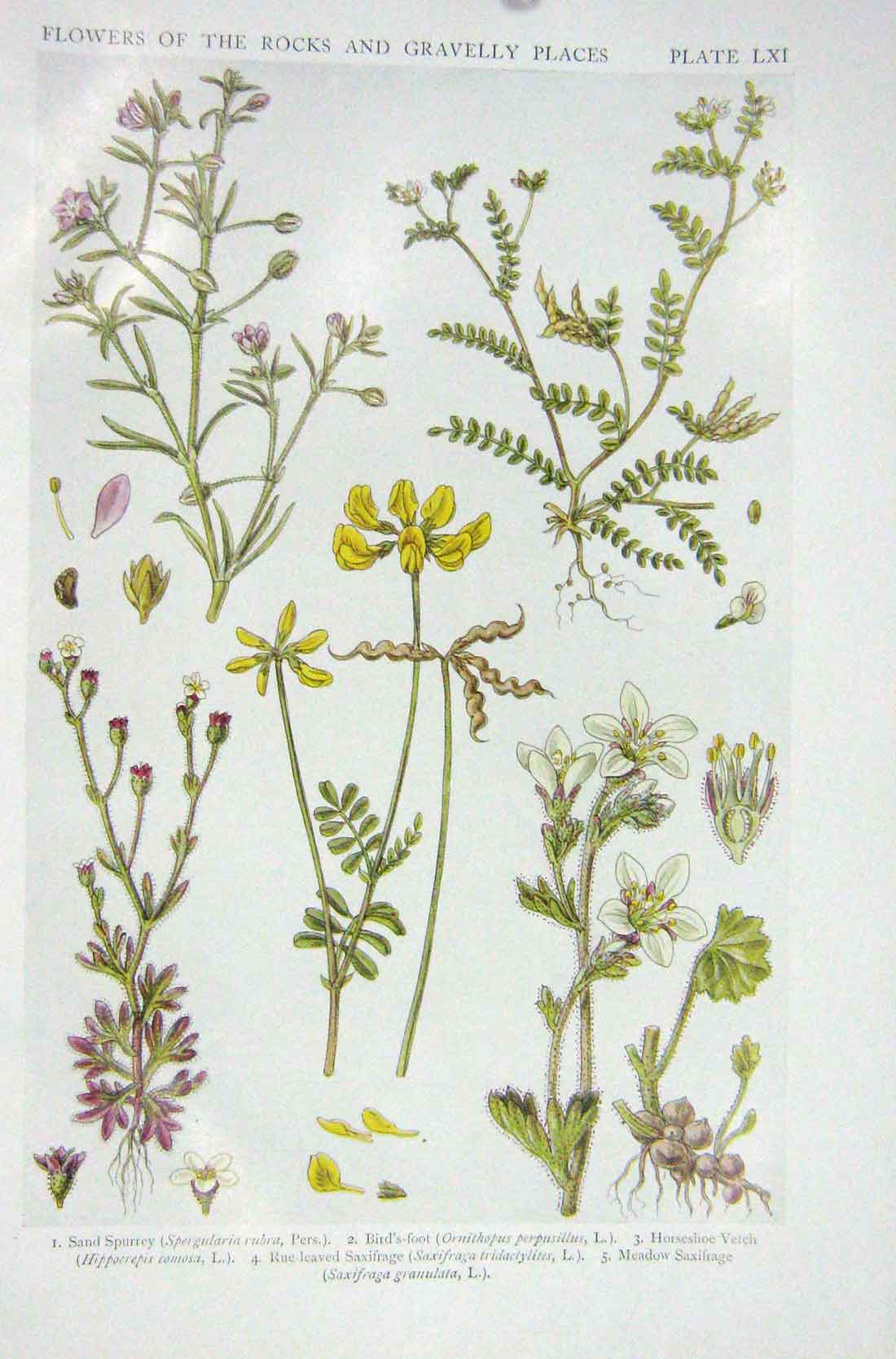 Old Vintage Print 1919 Flowers Sand Spurrey Bird'S-Foot Saxifrage Vetch 20th