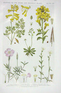 Original Old Vintage Print 1919 Flowers Fumitory Wallflower Whitlow Grass Pink