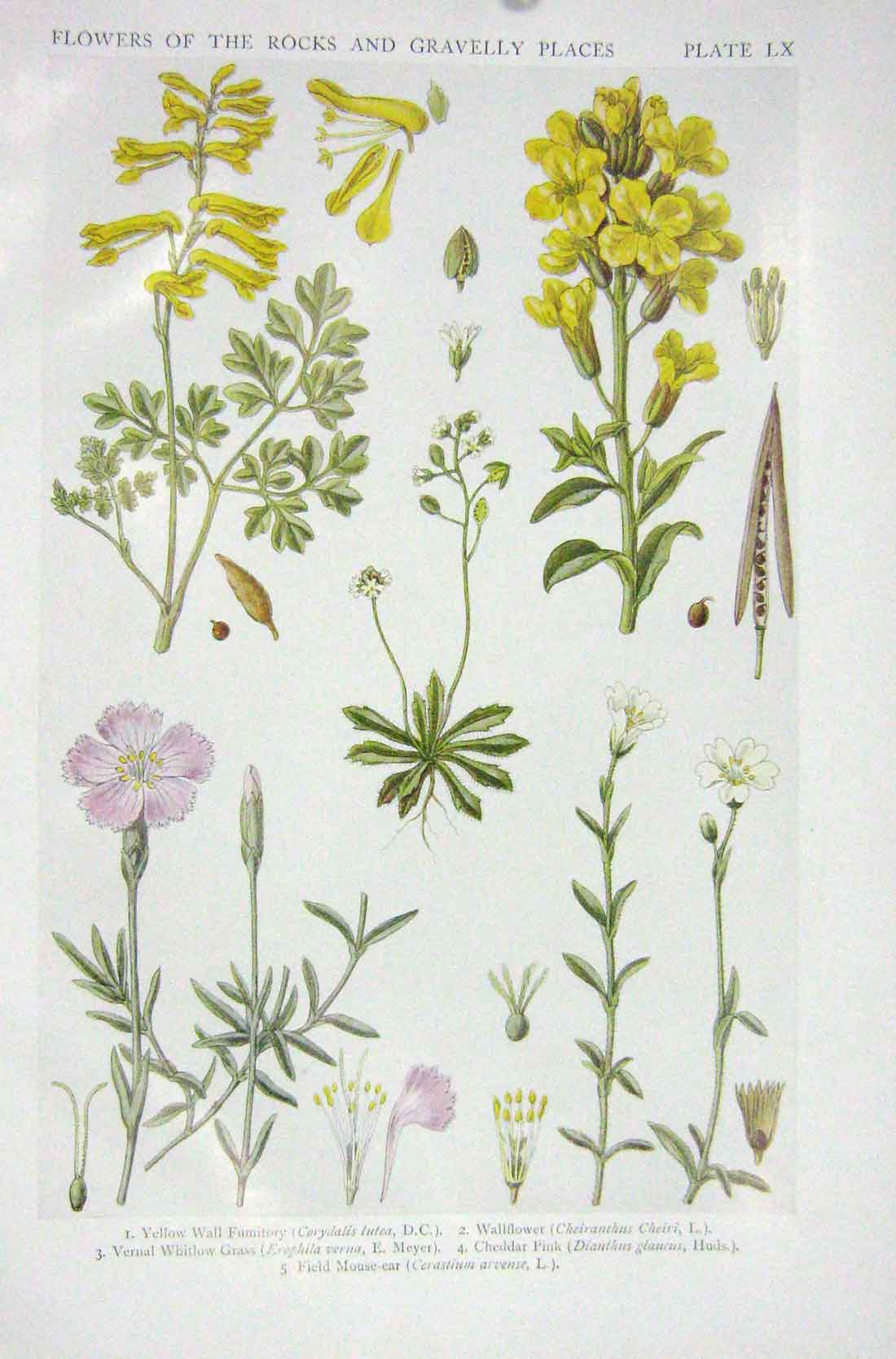 Original Old Vintage Print 1919 Flowers Fumitory Wallflower Whitlow Grass Pink