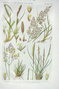 Old Vintage Print 1919 Flowers Green-Ribbed Sedge Bent Grass Heath Hair 20th