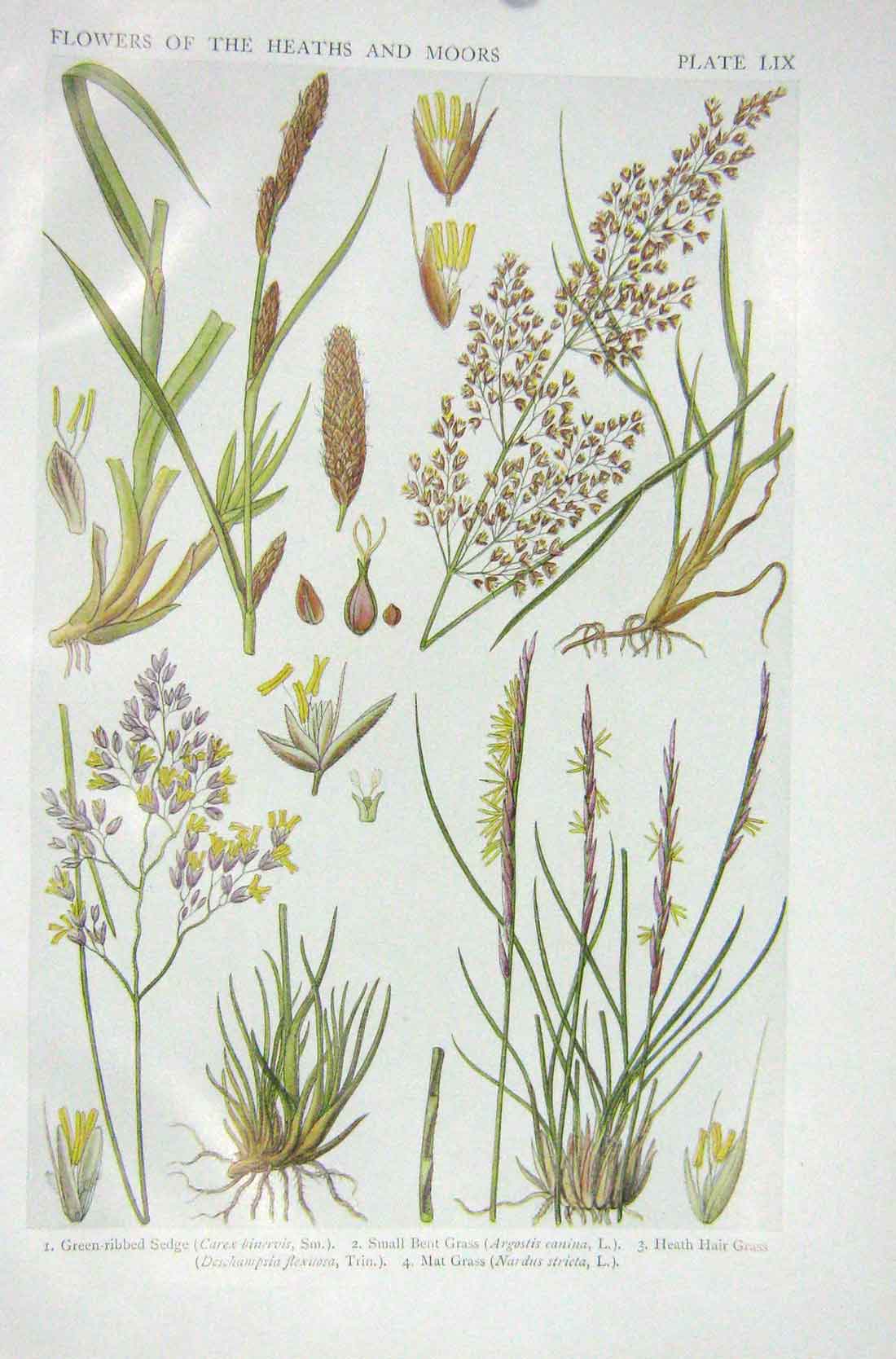 Old Vintage Print 1919 Flowers Green-Ribbed Sedge Bent Grass Heath Hair 20th