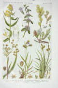 Original Old Vintage Print 1919 Flowers Cow Wheat Pennyroyal Creeping Willow