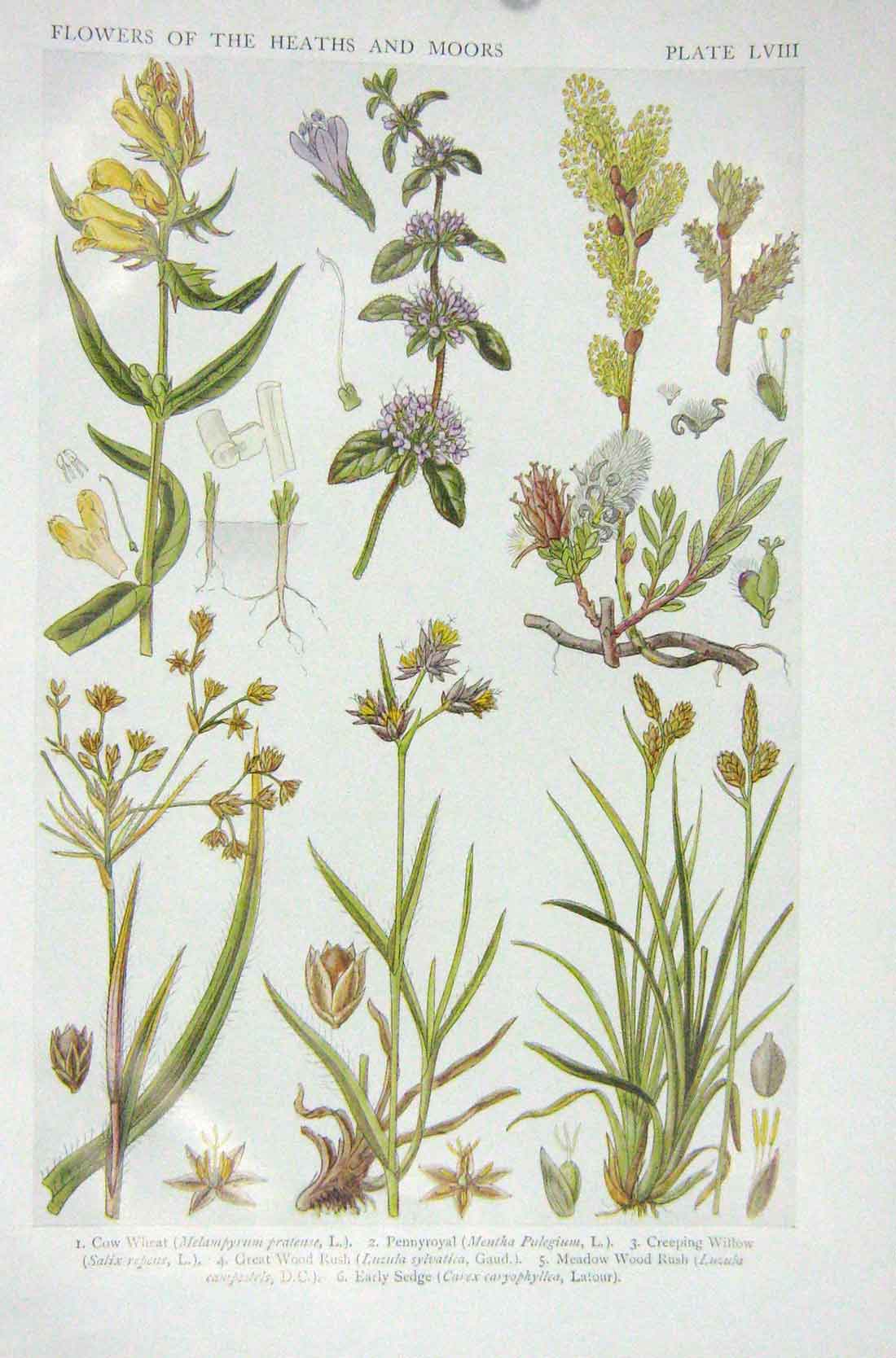 Original Old Vintage Print 1919 Flowers Cow Wheat Pennyroyal Creeping Willow
