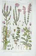 Old Vintage Print 1919 Flowers Ling Cross-Leaved Heath Dodder Eyebright 20th