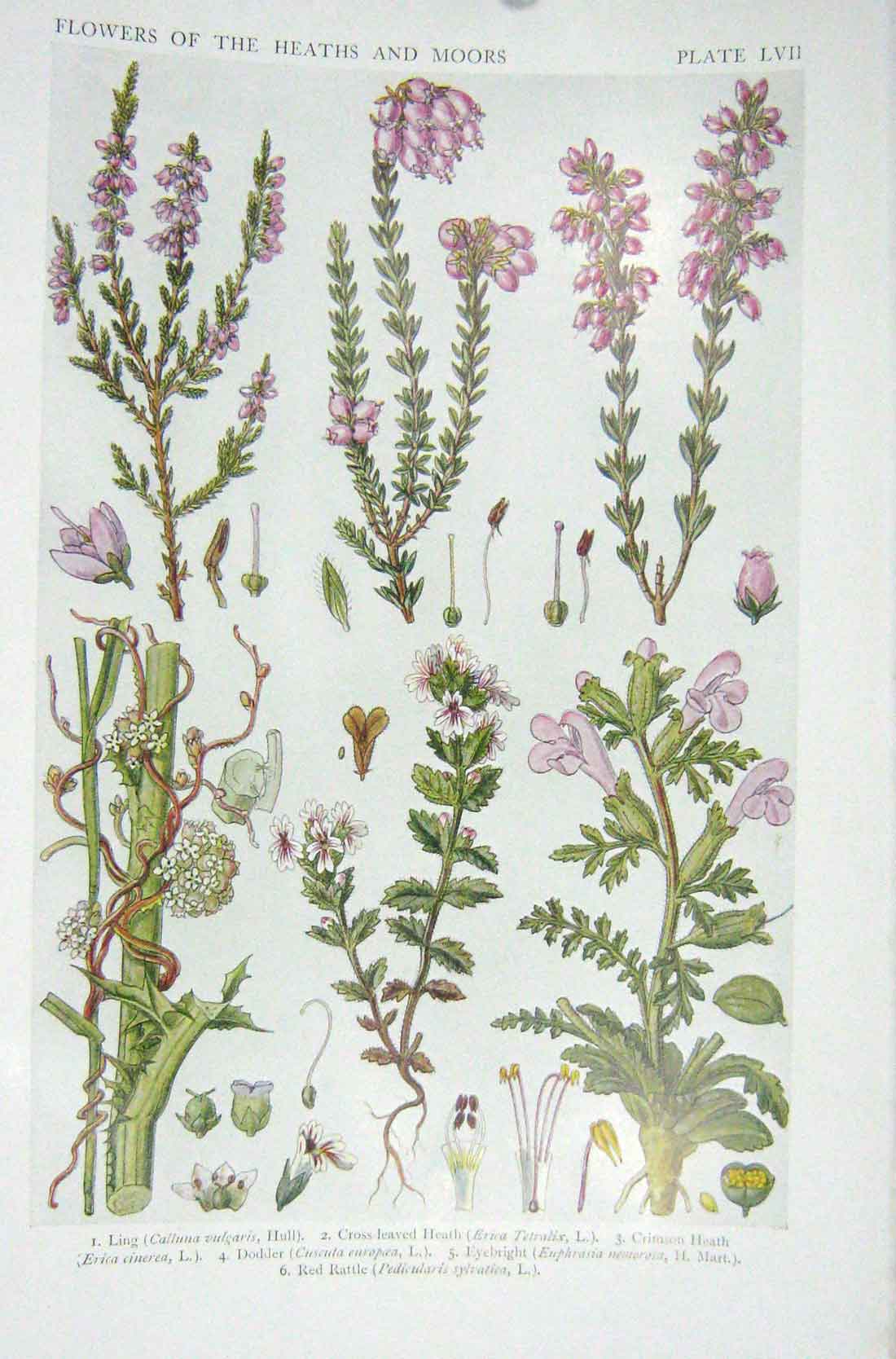 Old Vintage Print 1919 Flowers Ling Cross-Leaved Heath Dodder Eyebright 20th
