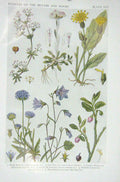 Original Old Vintage Print 1919 Flowers Bedstraw Cat'S Foot Hawkweed Scabious