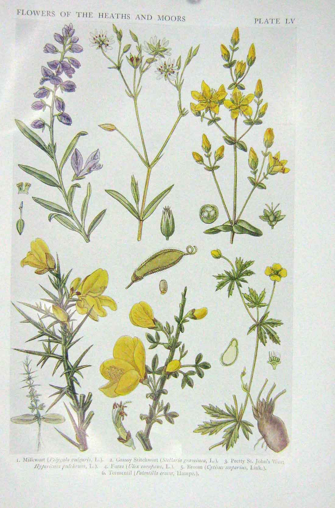 Original Old Vintage Print 1919 Flowers Milkwort Stitchwort John'S Wort Furze
