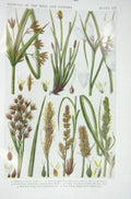 Original Old Vintage Print 1919 Flowers Galingale Spike Rush Cotton Grass Sedge