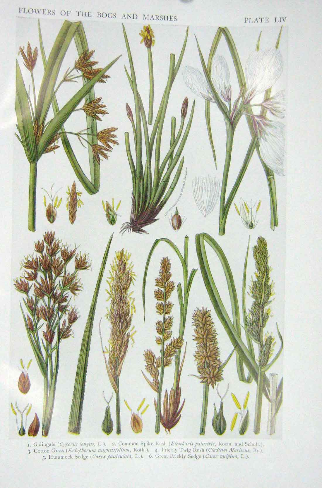 Original Old Vintage Print 1919 Flowers Galingale Spike Rush Cotton Grass Sedge