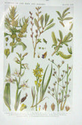Original Old Vintage Print 1919 Flowers Gen Dock Bog Myrtle Willow Helleborine