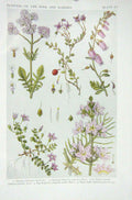 Original Old Vintage Print 1919 Flowers Valerian Cranberry Heath Water Violet