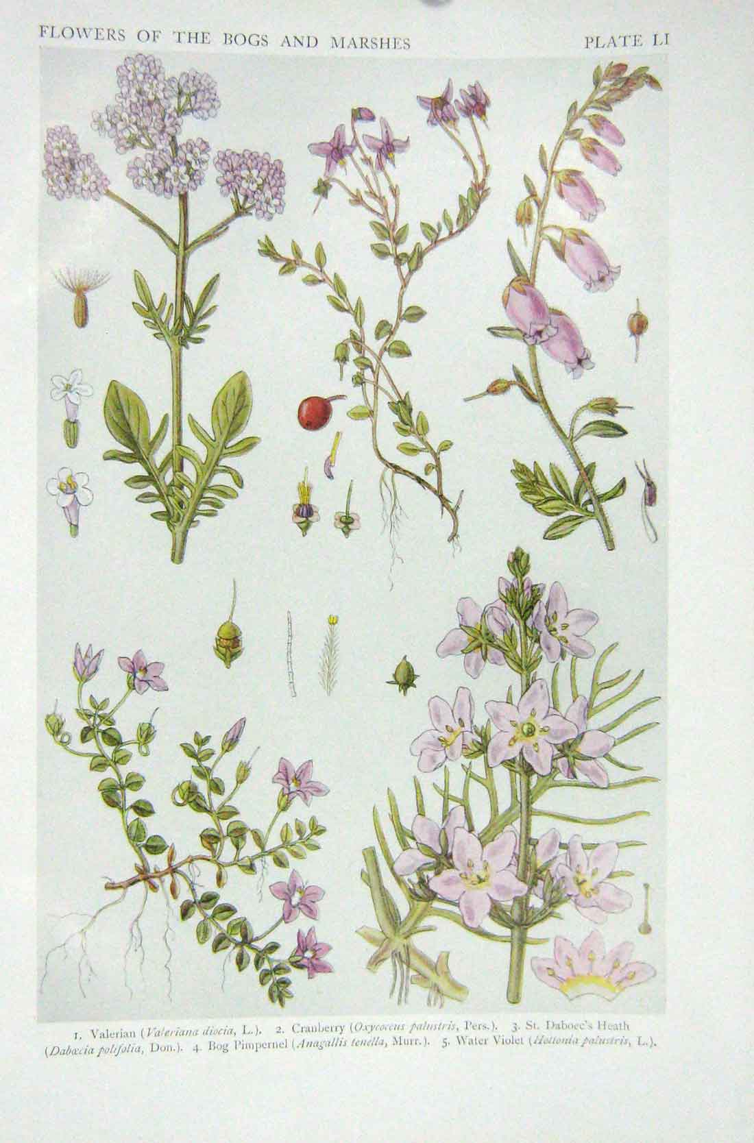 Original Old Vintage Print 1919 Flowers Valerian Cranberry Heath Water Violet