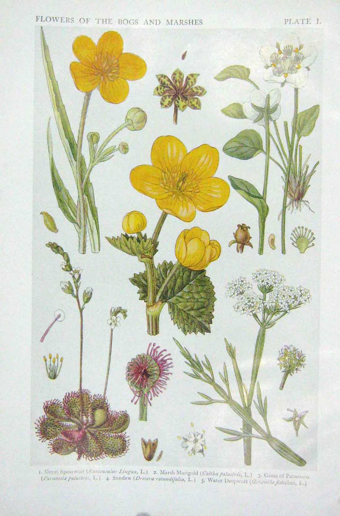 Original Old Vintage Print 1919 Flowers Spearwort MarigSundew Dropwort 20th