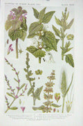 Original Old Vintage Print 1919 Flowers Nettle Good King Henry Knotgrass Barley