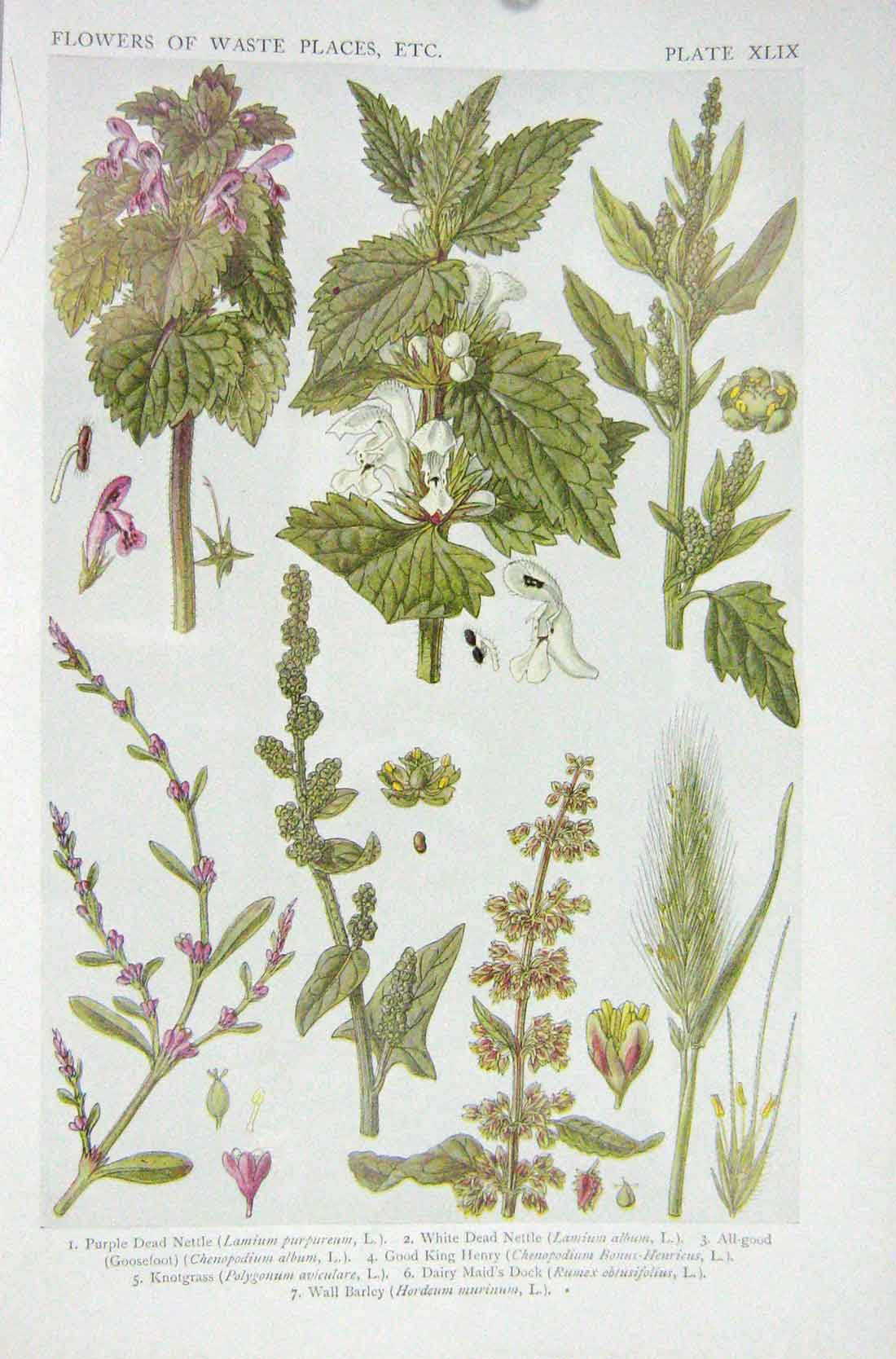 Original Old Vintage Print 1919 Flowers Nettle Good King Henry Knotgrass Barley