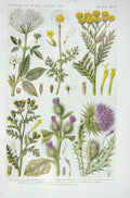 Original Old Vintage Print 1919 Flowers Goutweed Mayweed Tansy Burdock Thistle