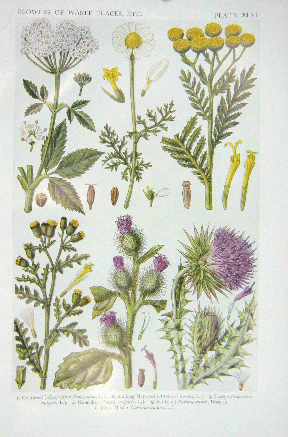 Original Old Vintage Print 1919 Flowers Goutweed Mayweed Tansy Burdock Thistle