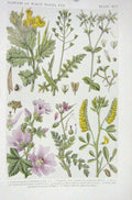 Old Vintage Print 1919 Flowers Celandine Shepherd'S Purse Chickweed Bill 20th