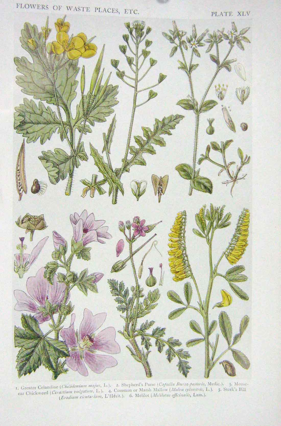 Old Vintage Print 1919 Flowers Celandine Shepherd'S Purse Chickweed Bill 20th