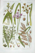 Original Old Vintage Print 1919 Flowers Arrow-Head Flowering Rush Bulrush Reed