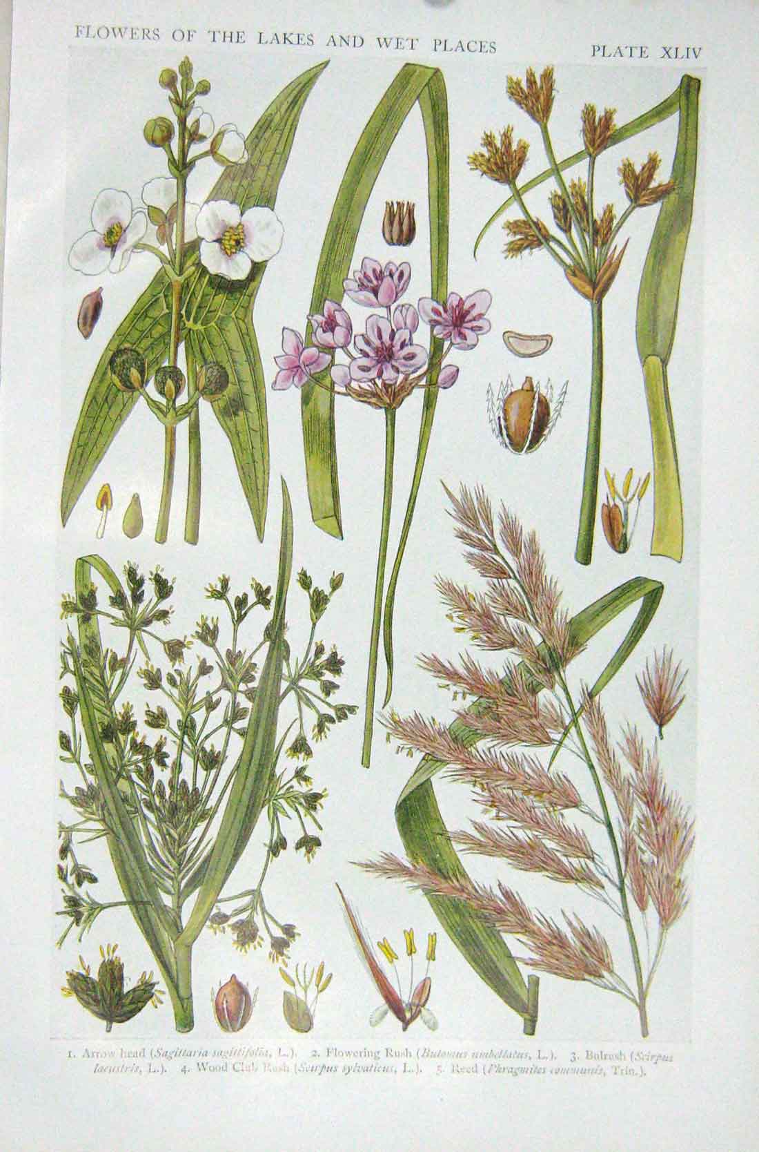 Original Old Vintage Print 1919 Flowers Arrow-Head Flowering Rush Bulrush Reed