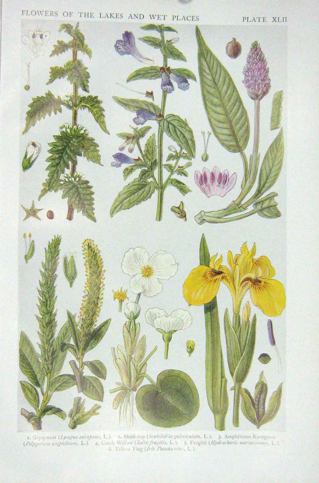 Old Vintage Print 1919 Flowers Gipsywort Skull-Cap Knotgrass Crack Willow 20th