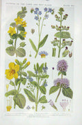 Original Old Vintage Print 1919 Flowers Moneywort Scorpion Grass Figwort Mint