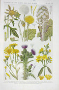 Old Vintage Print 1919 Flowers Butterbur Coltsfoot Ragwort Marsh Thistle 20th