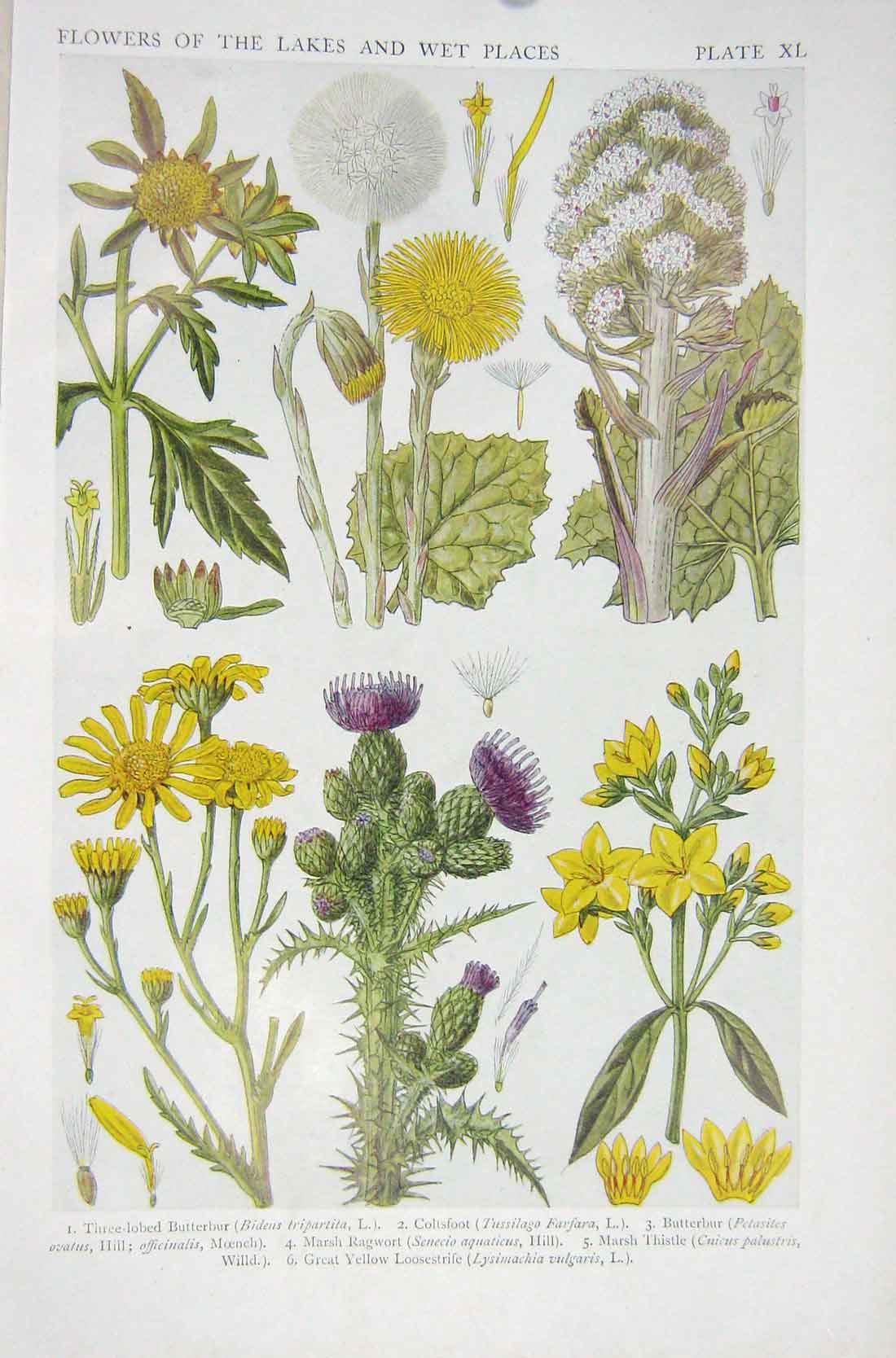 Old Vintage Print 1919 Flowers Butterbur Coltsfoot Ragwort Marsh Thistle 20th