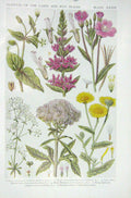 Old Vintage Print 1919 Flowers Chickweed Loosestrife Willow Herb Bedstraw 20th