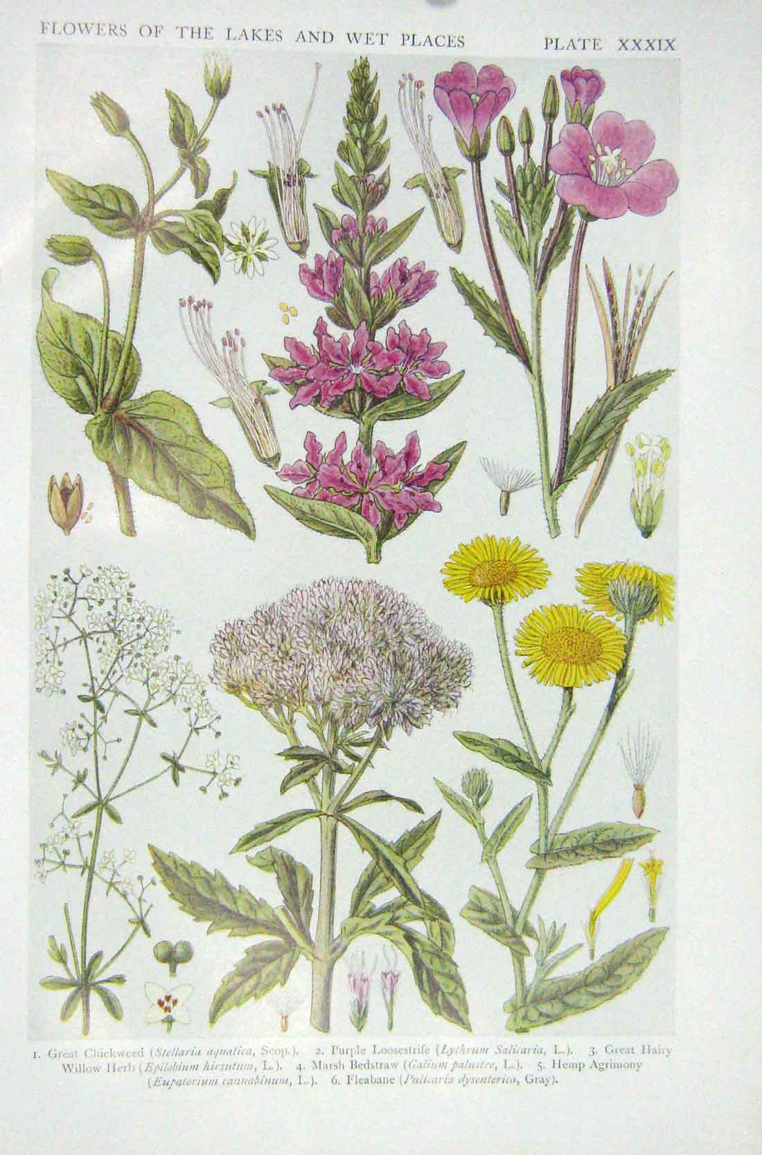 Old Vintage Print 1919 Flowers Chickweed Loosestrife Willow Herb Bedstraw 20th