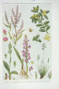 Original Old Vintage Print 1919 Flowers Sheep'S Sorrel Box Musk Orchid Orchis