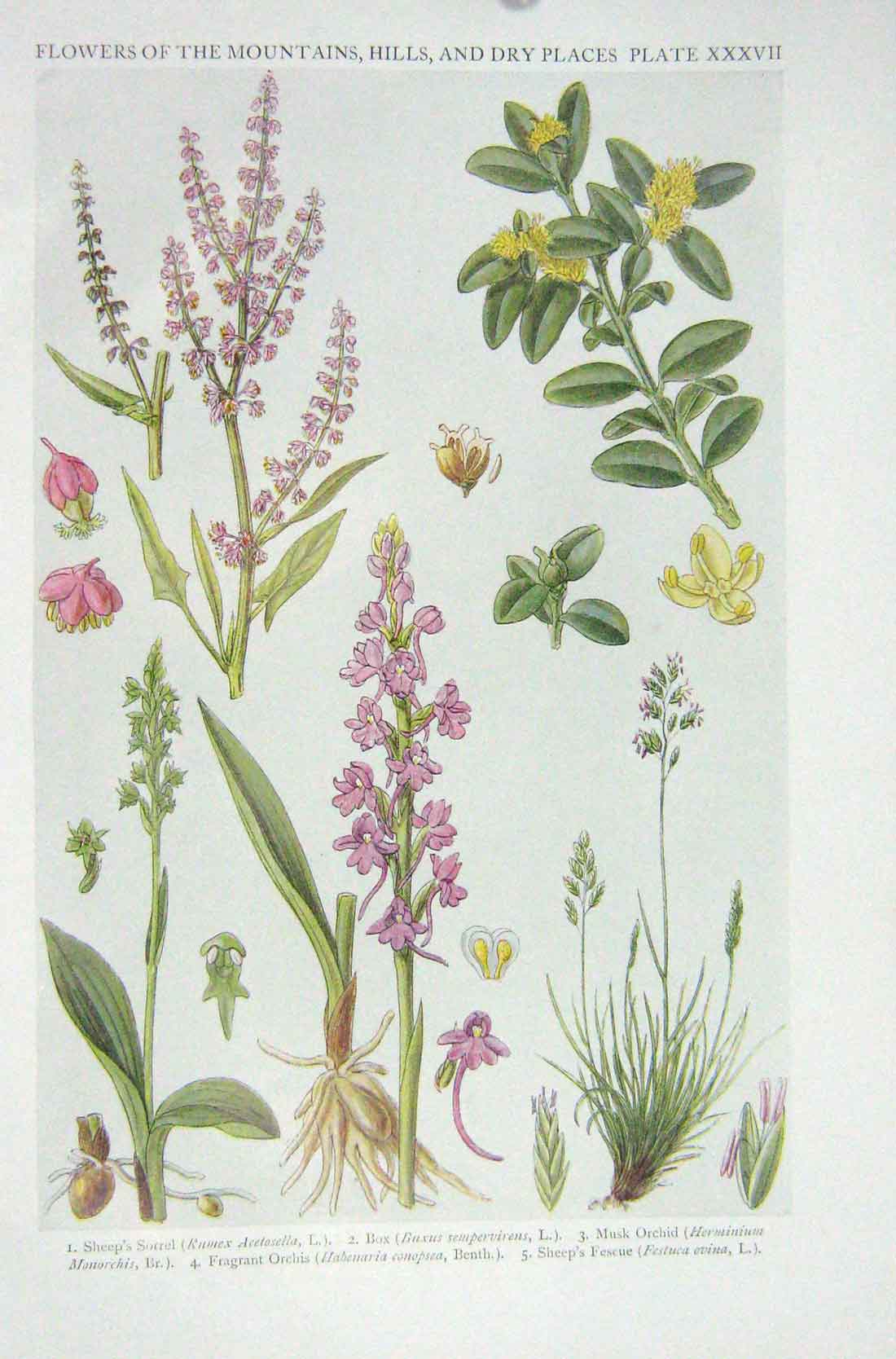 Original Old Vintage Print 1919 Flowers Sheep'S Sorrel Box Musk Orchid Orchis