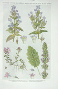 Original Old Vintage Print 1919 Flowers Autumn Gentian Field Wild Thyme Clary