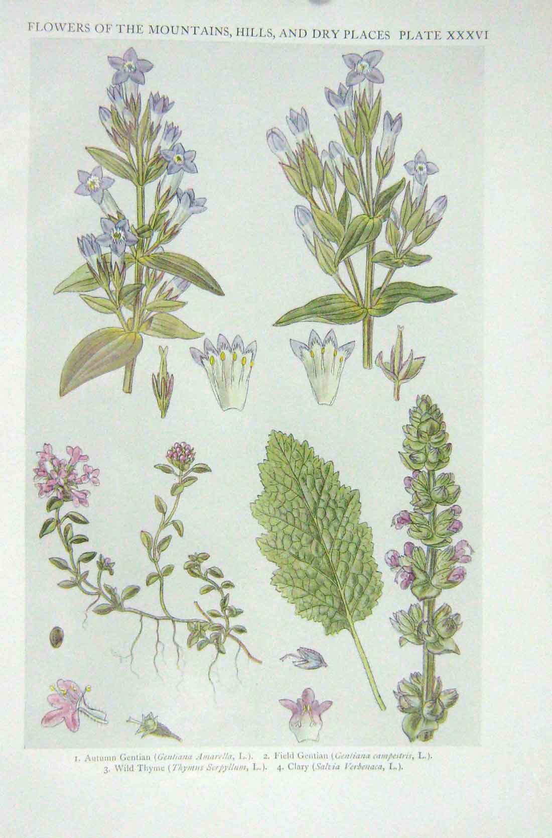 Original Old Vintage Print 1919 Flowers Autumn Gentian Field Wild Thyme Clary
