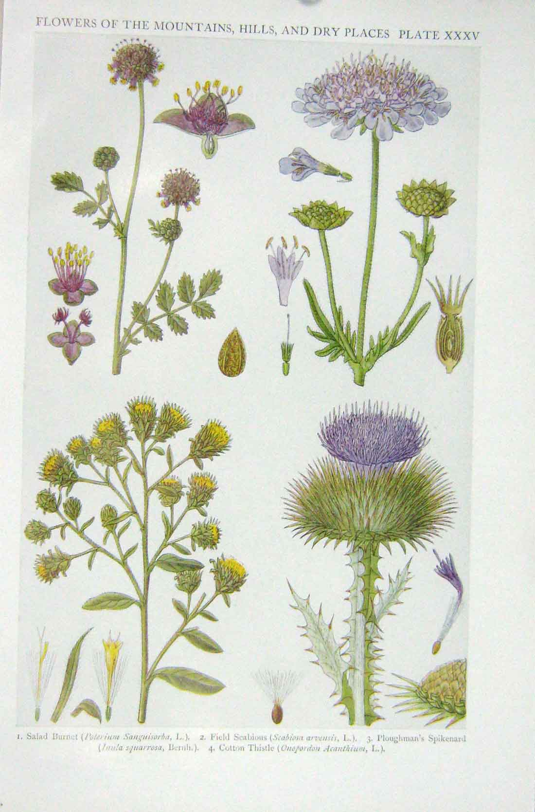 Original Old Vintage Print 1919 Flowers Salad Burnet Scabious Cotton Thistle