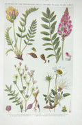 Old Vintage Print 1919 Flower Yellow Mountain Oxytropis Sainfoin Dropwort 20th